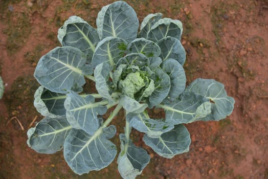 The vegetables that are grown in the mountains in the north of Thailand