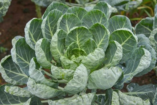 The vegetables that are grown in the mountains in the north of Thailand