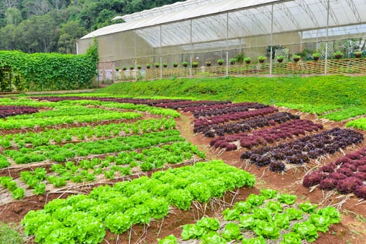 The vegetables that are grown in the mountains in the north of Thailand