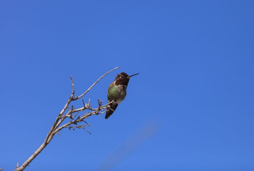 Male Anna’s Hummingbird, Calypte anna, is a green and red bird sitting in a tree at the San Joaquin wildlife sanctuary, Southern California, United States.