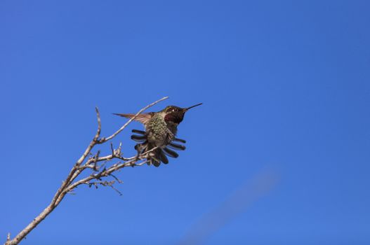 Male Anna’s Hummingbird, Calypte anna, is a green and red bird sitting in a tree at the San Joaquin wildlife sanctuary, Southern California, United States.