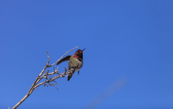 Male Anna’s Hummingbird, Calypte anna, is a green and red bird sitting in a tree at the San Joaquin wildlife sanctuary, Southern California, United States.