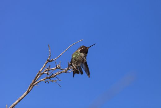 Male Anna’s Hummingbird, Calypte anna, is a green and red bird sitting in a tree at the San Joaquin wildlife sanctuary, Southern California, United States.