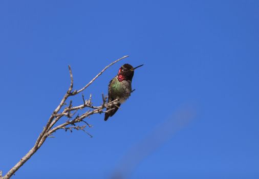 Male Anna’s Hummingbird, Calypte anna, is a green and red bird sitting in a tree at the San Joaquin wildlife sanctuary, Southern California, United States.