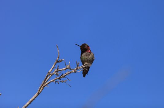 Male Anna’s Hummingbird, Calypte anna, is a green and red bird sitting in a tree at the San Joaquin wildlife sanctuary, Southern California, United States.