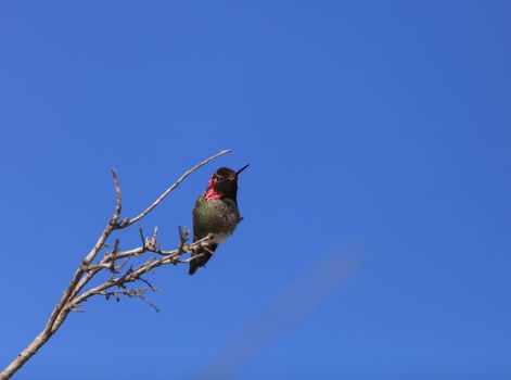 Male Anna’s Hummingbird, Calypte anna, is a green and red bird sitting in a tree at the San Joaquin wildlife sanctuary, Southern California, United States.