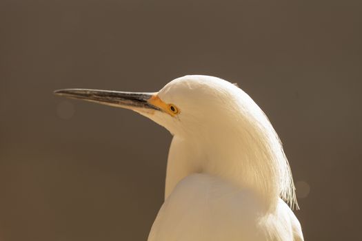 Snowy Egret, Egretta thula, bird forages in a marsh in Huntington Beach, Southern California, United States