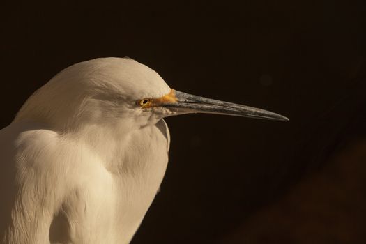 Snowy Egret, Egretta thula, bird forages in a marsh in Huntington Beach, Southern California, United States