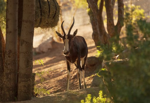 Bontebok, Damaliscus pygargus, is a South African antelope often found in dry grassland and is considered endangered.