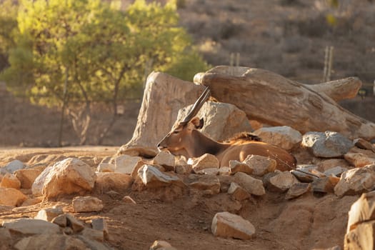 Bontebok, Damaliscus pygargus, is a South African antelope often found in dry grassland and is considered endangered.