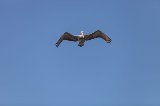 Brown pelican, Pelecanus occidentalis, looks down while soaring above across a blue sky in Huntington Beach, California, United States