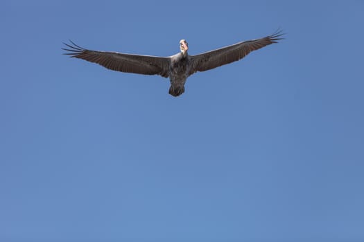 Brown pelican, Pelecanus occidentalis, looks down while soaring above across a blue sky in Huntington Beach, California, United States