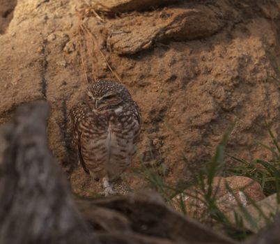 Burrowing Owl, Athene cunicularia, is found in North and South America. They make their home in the ground and are often found in agricultural areas.