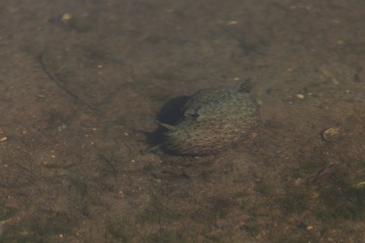 Green, brown and purple giant sea hare, Aplysia californica, also called a sea slug, forages for plant life to eat in a marsh in Huntington Beach, California