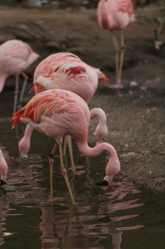 The Chilean flamingo, Phoenicopterus chilensis, is bright pink freshwater bird found in streams and lakes.
