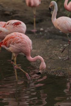 The Chilean flamingo, Phoenicopterus chilensis, is bright pink freshwater bird found in streams and lakes.