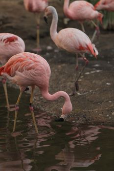 The Chilean flamingo, Phoenicopterus chilensis, is bright pink freshwater bird found in streams and lakes.
