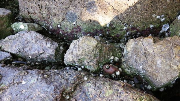 Fossil of Sea Shells on the Rock