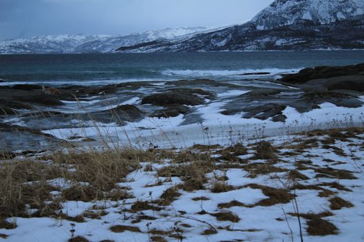 Waves, foreshore, sea, nature