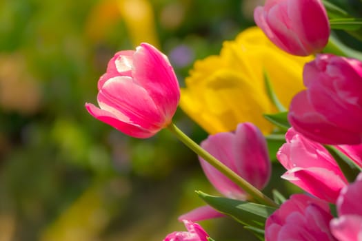 Tulip. Beautiful bouquet of tulips. colorful tulips. tulips in spring,colourful tulip