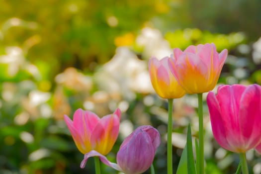 Tulip. Beautiful bouquet of tulips. colorful tulips. tulips in spring,colourful tulip