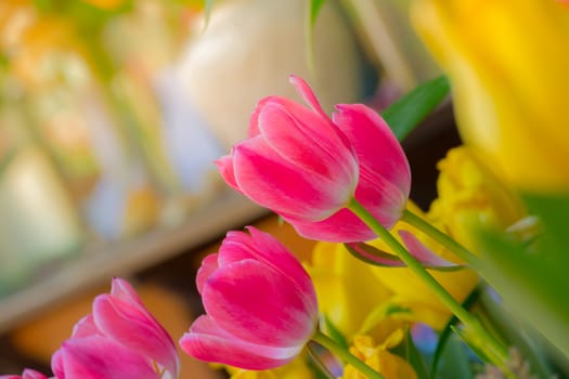 Tulip. Beautiful bouquet of tulips. colorful tulips. tulips in spring,colourful tulip