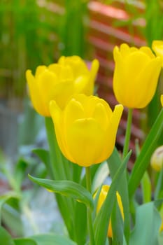 Tulip. Beautiful bouquet of tulips. colorful tulips. tulips in spring,colourful tulip