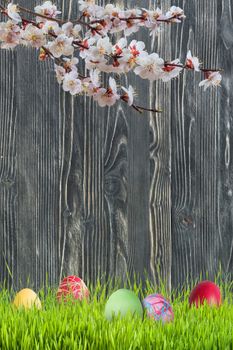 Easter background with eggs in grass and flowers, wooden backdrop