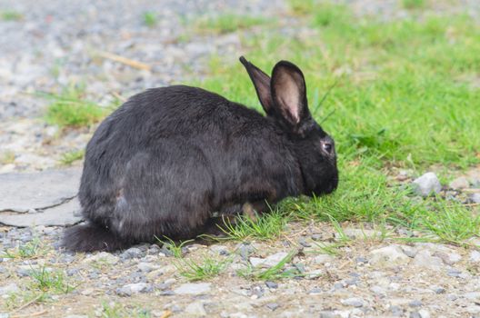 Black rabbit photographed from the side sitting relaxed in the grass and eats.