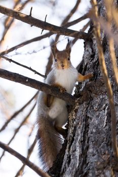 The photograph shows a squirrel near a tree