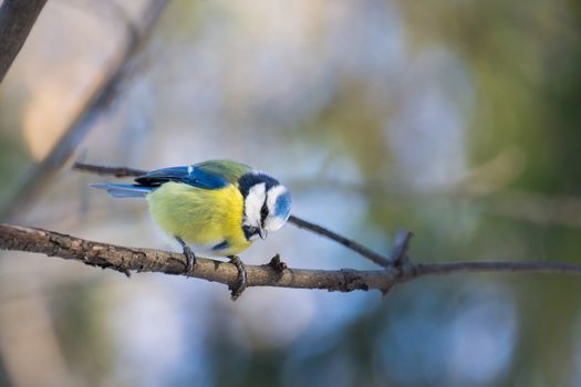 The photo shows a bird on a branch