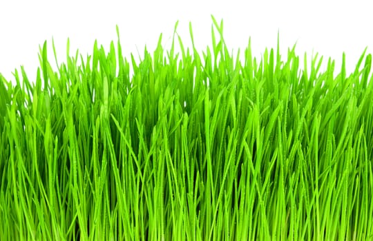 Fresh green grass with drops of dew isolation on the white backgrounds