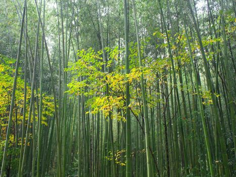 bamboo forest nature scenic