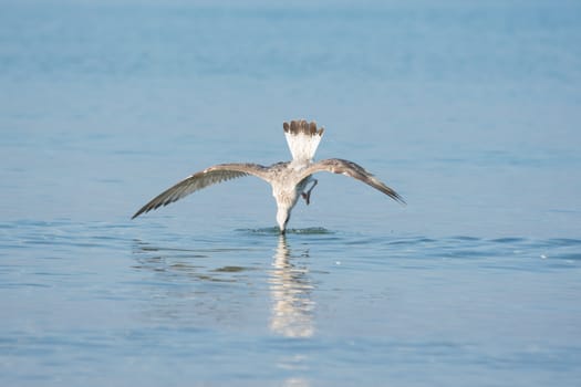yellow-legged gull in flight diving for fish in the water beak down