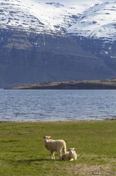 Vertical composition of a pair of lambs sitting on a green grass field with the ocean an mountains in the background in Grundarfjordur, Iceland
