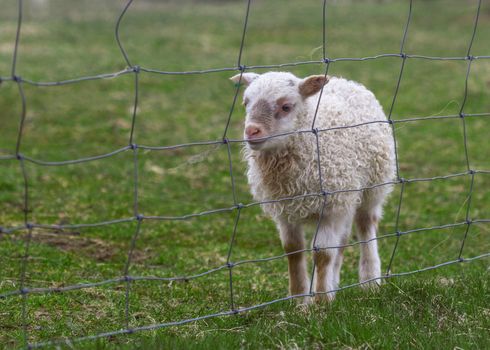Horizontal photo of a lamb sitting on a green grass field with a fence in front