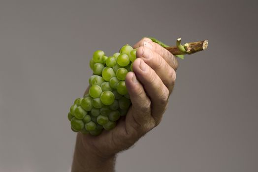 A hard working hand holding up a fresh white grape on grey background