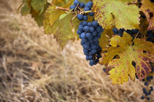Horizontal close up of a bunch of pinot noir grape in a vineyard with vine leaves in the foreground