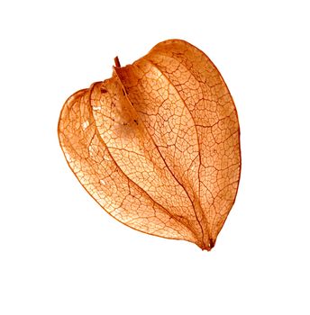 Detail of the fruit - Cape gooseberry