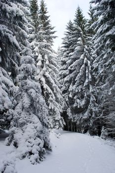 Frozen winter forest. Carpathian, Ukraine