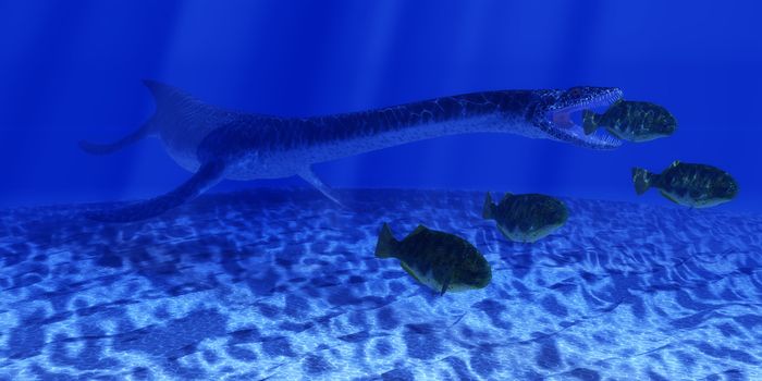 A Plesiosaurus marine reptile sneaks up behind a school of Dapedius fish as it goes in for the attack.