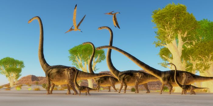 Two Pteranodon reptile birds fly over a herd of Omeisaurus dinosaurs traveling through a Jurassic forest.