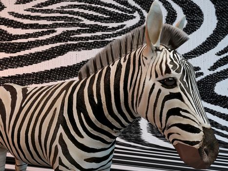 Zebra with same texture background pattern