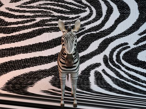 Zebra with same texture background pattern