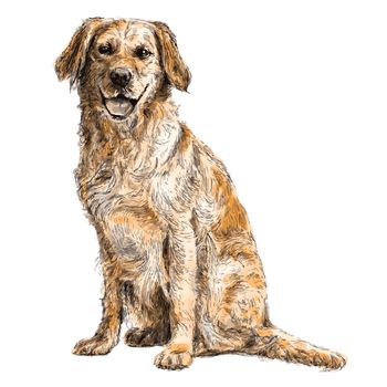 Image of yellow Labrador Retriever hand drawn vector