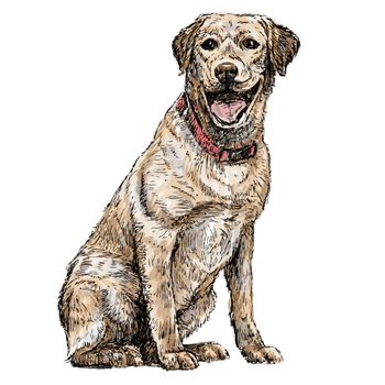 Image of yellow Labrador Retriever hand drawn vector