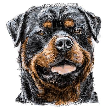 Image of Rottweiler hand drawn vector