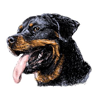 Image of Rottweiler hand drawn vector