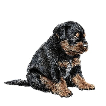 Image of puppy Rottweiler hand drawn vector