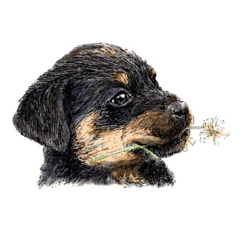 Image of puppy Rottweiler hand drawn vector